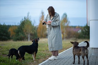 Young woman volunteer feeding a family of stray dogs on the street