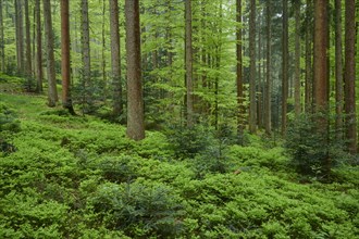Dense forest with tall trees and a carpet of green blueberry plants on the forest floor