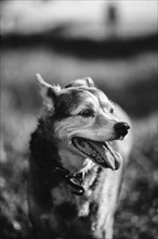 Black and white photo of a happy mongrel dog walking in the meadow