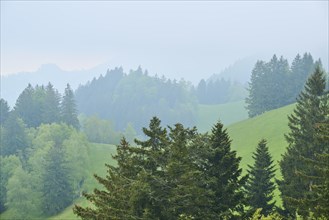 A misty hilly landscape with green trees and a peaceful atmosphere