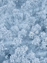 Bird's eye view of snow-covered trees forming a richly textured pattern
