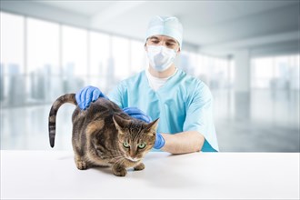 Veterinarian examines a cat on the table. Medical concept. Pets.