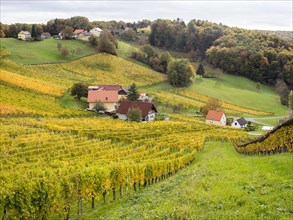 Vineyards in autumn