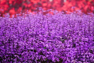 A vibrant purple lavender field with a blurry background