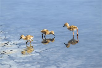 Three birds foraging in shallow water with clear reflections