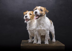 Two charming Jack Russell posing in a studio on a black background.