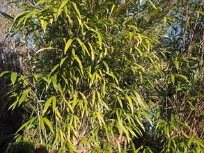Bamboo tree leaves background