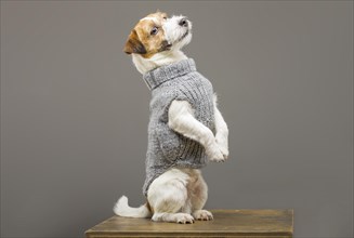Charming Jack Russell posing in a studio in a warm gray sweater.