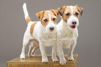 Two purebred Jack Russell pose in studio and look at camera.