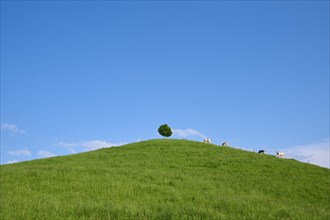 Cows grazing on a green hill under a single linden tree on a sunny day with blue sky