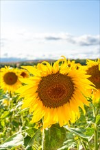 Lovely sunflowers in a wonderful panoramic view of the sunflower field in summer