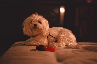 Image of a Maltese lapdog in a night bar with a fiery heater in the background