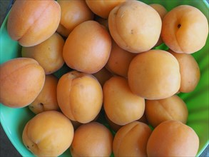 Apricot fruit food