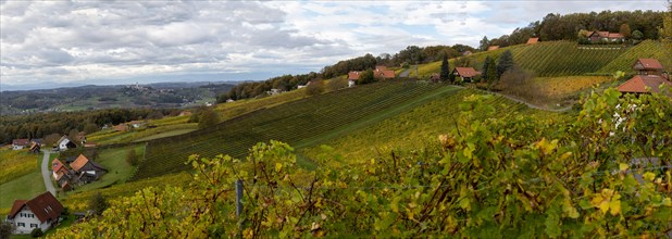 Vineyards in autumn