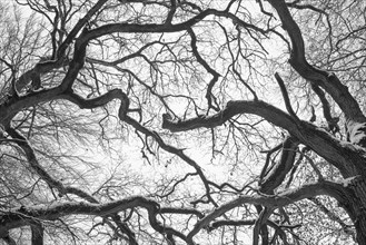 Branched branches of old English oak