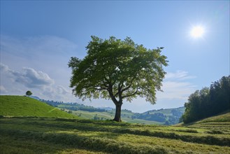 Single oak tree on a mown meadow under a blue sky with sun