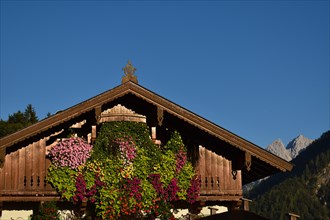 Traditional chalet with flowering climbing plants in front of a blue sky and a view of the Wilder Kaiser
