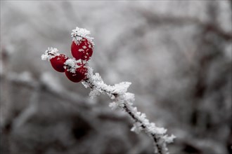 Frosted red rosehips stand out against a muted gray backdrop