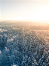 Winter forest from above at sunrise with soft light