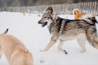 Siberian husky on a walk with other dogs on a winter day at an animal shelter