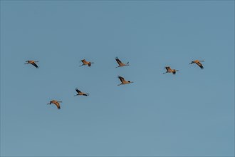 Triangular flight of the crane