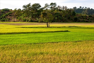 Rice fields yellow and green
