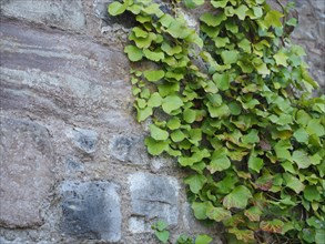 Ivy plant on stone