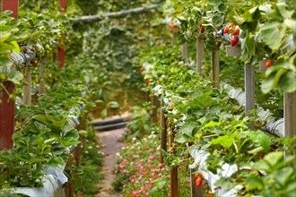 Long view of a strawberry field with rows of ripe berries and foliage