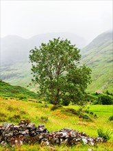 Tree and old wall in Glencoe