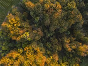 Aerial view of autumn forest in the morning light