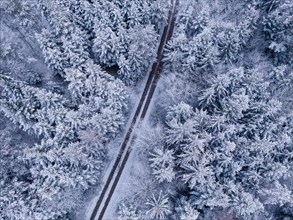 A bird's eye view of a snow-covered forest path winding between trees