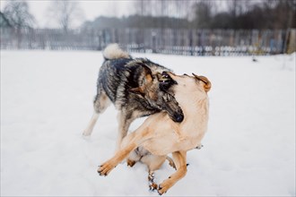 Siberian husky plays with another dog in the snow at a shelter for homeless animals
