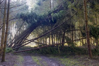 Storm damage in a spruce forest after a storm