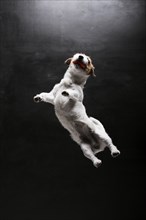 Purebred Jack Russell is played with the ball in the studio. Jumps up and catches him.