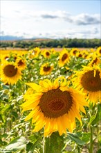 Vertical photo of some beautiful sunflowers in a wonderful panoramic view of the sunflower field in summer