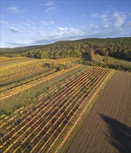 Aerial view of autumn vineyards