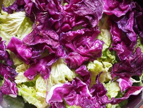 Cabbage vegetables food