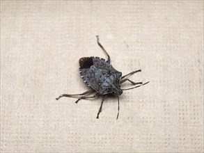 Brown marmorated stink bug insect animal