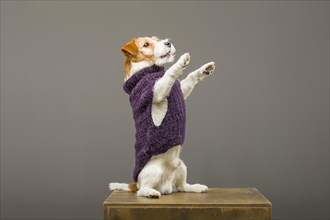 Charming Jack Russell posing in a studio in a warm lilac sweater.
