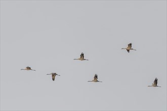 Triangle flight of common cranes