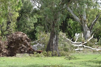 A fallen eucalyptus tree in the Bosques de Palermo park after a devastating storm on 18 12 2013 in Buenos Aires