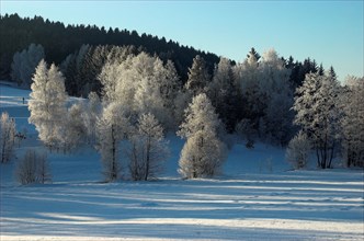 Snowy winter landscape in Sauerland