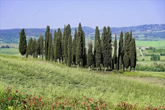 Landscape with cypresses