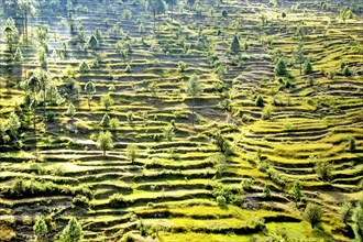 Lush green terraced fields cascade down rolling hills under a bright sunny sky in the village of Chausali in Almora District of Uttarakhand State