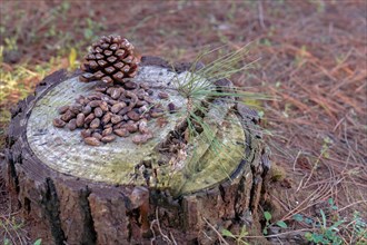 Pile of pine nuts on a cut pine trunk in a sunlit forest