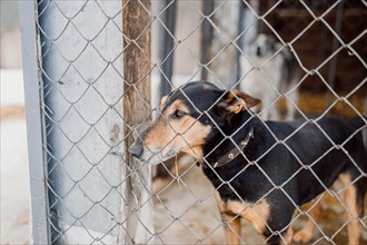 Sad homeless Jagdterrier in a cage in a shelter for stray dogs