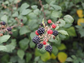 Blackberry fruit plant