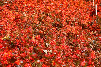 Intense red bedding flowers covering the frame