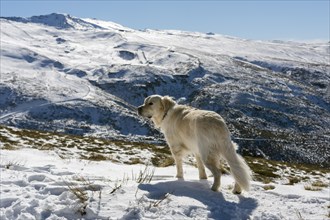 Dog standing in a snowy mountain landscape under a clear blue sky