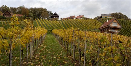 Vineyards in autumn